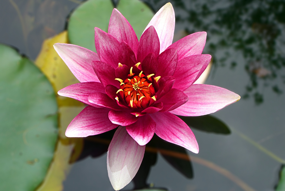a pink flower with yellow center  (Qual o significado da flor de lótus?)