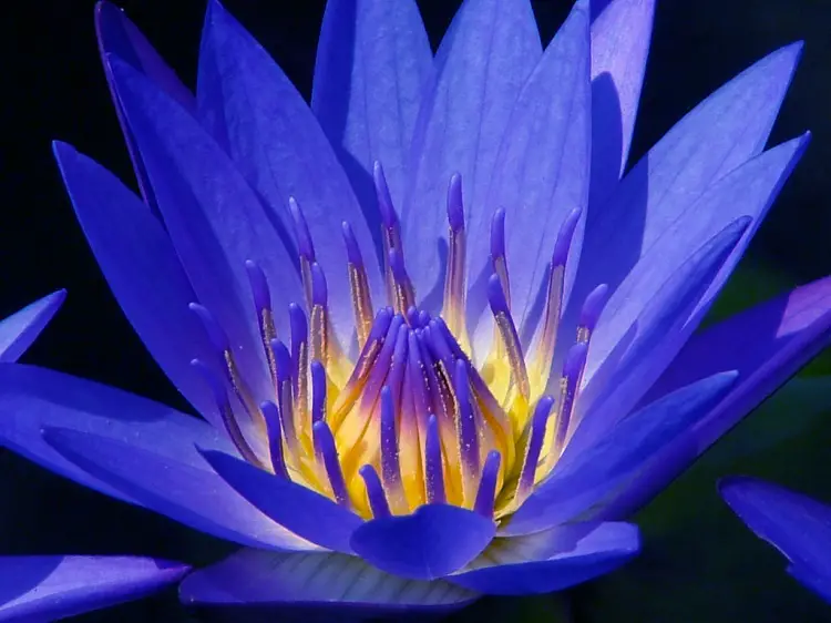 Flor de Lótus Azul e seus significados